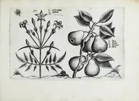 An illustration from Hortus floridus in quo rariorum & minus vulgarium florum icones ad vivam veramq[ue] formam accuratissime delineatae, et secundum quatuor anni tempora divisae exhibentur (1614)