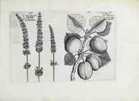 An illustration from Hortus floridus in quo rariorum & minus vulgarium florum icones ad vivam veramq[ue] formam accuratissime delineatae, et secundum quatuor anni tempora divisae exhibentur (1614)