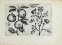 An illustration from Hortus floridus in quo rariorum & minus vulgarium florum icones ad vivam veramq[ue] formam accuratissime delineatae, et secundum quatuor anni tempora divisae exhibentur (1614)