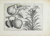 An illustration from Hortus floridus in quo rariorum & minus vulgarium florum icones ad vivam veramq[ue] formam accuratissime delineatae, et secundum quatuor anni tempora divisae exhibentur (1614)