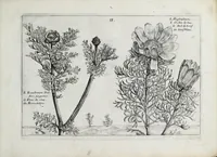 An illustration from Hortus floridus in quo rariorum & minus vulgarium florum icones ad vivam veramq[ue] formam accuratissime delineatae, et secundum quatuor anni tempora divisae exhibentur (1614)