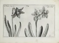 An illustration from Hortus floridus in quo rariorum & minus vulgarium florum icones ad vivam veramq[ue] formam accuratissime delineatae, et secundum quatuor anni tempora divisae exhibentur (1614)