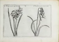 An illustration from Hortus floridus in quo rariorum & minus vulgarium florum icones ad vivam veramq[ue] formam accuratissime delineatae, et secundum quatuor anni tempora divisae exhibentur (1614)