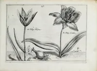 An illustration from Hortus floridus in quo rariorum & minus vulgarium florum icones ad vivam veramq[ue] formam accuratissime delineatae, et secundum quatuor anni tempora divisae exhibentur (1614)