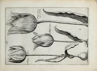 An illustration from Hortus floridus in quo rariorum & minus vulgarium florum icones ad vivam veramq[ue] formam accuratissime delineatae, et secundum quatuor anni tempora divisae exhibentur (1614)