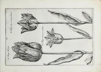 An illustration from Hortus floridus in quo rariorum & minus vulgarium florum icones ad vivam veramq[ue] formam accuratissime delineatae, et secundum quatuor anni tempora divisae exhibentur (1614)