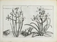 Picture 13 of 65 from Hortus floridus in quo rariorum & minus vulgarium florum icones ad vivam veramq[ue] formam accuratissime delineatae, et secundum quatuor anni tempora divisae exhibentur (1614), leaf 81