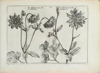 Picture 14 of 65 from Hortus floridus in quo rariorum & minus vulgarium florum icones ad vivam veramq[ue] formam accuratissime delineatae, et secundum quatuor anni tempora divisae exhibentur (1614), leaf 85