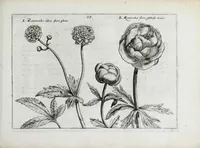An illustration from Hortus floridus in quo rariorum & minus vulgarium florum icones ad vivam veramq[ue] formam accuratissime delineatae, et secundum quatuor anni tempora divisae exhibentur (1614)