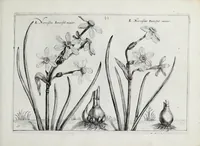 An illustration from Hortus floridus in quo rariorum & minus vulgarium florum icones ad vivam veramq[ue] formam accuratissime delineatae, et secundum quatuor anni tempora divisae exhibentur (1614)
