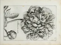 Picture 17 of 65 from Hortus floridus in quo rariorum & minus vulgarium florum icones ad vivam veramq[ue] formam accuratissime delineatae, et secundum quatuor anni tempora divisae exhibentur (1614), leaf 99