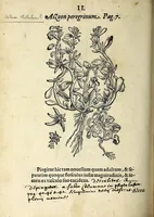 Picture 5 of 45 from Hortvs medicvs et philosophicvs : in qvo plvrimarvm stirpivm breves descriptiones, novæ icones non paucæ, indicationes locorum natalium, observationes de cultura earum peculiares, atque insuper nonnulla remedia euporista, nec non philologica quædam continentur (1588), leaf 346