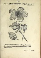 Picture 6 of 45 from Hortvs medicvs et philosophicvs : in qvo plvrimarvm stirpivm breves descriptiones, novæ icones non paucæ, indicationes locorum natalium, observationes de cultura earum peculiares, atque insuper nonnulla remedia euporista, nec non philologica quædam continentur (1588), leaf 347