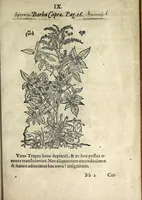 Picture 10 of 45 from Hortvs medicvs et philosophicvs : in qvo plvrimarvm stirpivm breves descriptiones, novæ icones non paucæ, indicationes locorum natalium, observationes de cultura earum peculiares, atque insuper nonnulla remedia euporista, nec non philologica quædam continentur (1588), leaf 353