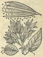 An illustration from Hortvs medicvs et philosophicvs : in qvo plvrimarvm stirpivm breves descriptiones, novæ icones non paucæ, indicationes locorum natalium, observationes de cultura earum peculiares, atque insuper nonnulla remedia euporista, nec non philologica quædam continentur (1588)