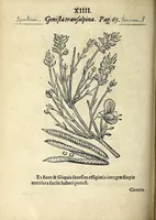 Picture 14 of 45 from Hortvs medicvs et philosophicvs : in qvo plvrimarvm stirpivm breves descriptiones, novæ icones non paucæ, indicationes locorum natalium, observationes de cultura earum peculiares, atque insuper nonnulla remedia euporista, nec non philologica quædam continentur (1588), leaf 358