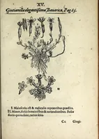 An illustration from Hortvs medicvs et philosophicvs : in qvo plvrimarvm stirpivm breves descriptiones, novæ icones non paucæ, indicationes locorum natalium, observationes de cultura earum peculiares, atque insuper nonnulla remedia euporista, nec non philologica quædam continentur (1588)