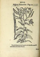 An illustration from Hortvs medicvs et philosophicvs : in qvo plvrimarvm stirpivm breves descriptiones, novæ icones non paucæ, indicationes locorum natalium, observationes de cultura earum peculiares, atque insuper nonnulla remedia euporista, nec non philologica quædam continentur (1588)