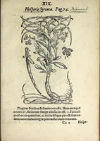 An illustration from Hortvs medicvs et philosophicvs : in qvo plvrimarvm stirpivm breves descriptiones, novæ icones non paucæ, indicationes locorum natalium, observationes de cultura earum peculiares, atque insuper nonnulla remedia euporista, nec non philologica quædam continentur (1588)