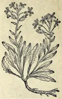 An illustration from Hortvs medicvs et philosophicvs : in qvo plvrimarvm stirpivm breves descriptiones, novæ icones non paucæ, indicationes locorum natalium, observationes de cultura earum peculiares, atque insuper nonnulla remedia euporista, nec non philologica quædam continentur (1588)