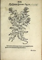 Picture 19 of 45 from Hortvs medicvs et philosophicvs : in qvo plvrimarvm stirpivm breves descriptiones, novæ icones non paucæ, indicationes locorum natalium, observationes de cultura earum peculiares, atque insuper nonnulla remedia euporista, nec non philologica quædam continentur (1588), leaf 365