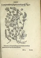 Picture 20 of 45 from Hortvs medicvs et philosophicvs : in qvo plvrimarvm stirpivm breves descriptiones, novæ icones non paucæ, indicationes locorum natalium, observationes de cultura earum peculiares, atque insuper nonnulla remedia euporista, nec non philologica quædam continentur (1588), leaf 369