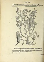 An illustration from Hortvs medicvs et philosophicvs : in qvo plvrimarvm stirpivm breves descriptiones, novæ icones non paucæ, indicationes locorum natalium, observationes de cultura earum peculiares, atque insuper nonnulla remedia euporista, nec non philologica quædam continentur (1588)