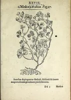 An illustration from Hortvs medicvs et philosophicvs : in qvo plvrimarvm stirpivm breves descriptiones, novæ icones non paucæ, indicationes locorum natalium, observationes de cultura earum peculiares, atque insuper nonnulla remedia euporista, nec non philologica quædam continentur (1588)