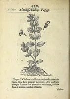An illustration from Hortvs medicvs et philosophicvs : in qvo plvrimarvm stirpivm breves descriptiones, novæ icones non paucæ, indicationes locorum natalium, observationes de cultura earum peculiares, atque insuper nonnulla remedia euporista, nec non philologica quædam continentur (1588)