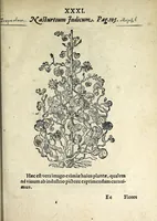 Picture 26 of 45 from Hortvs medicvs et philosophicvs : in qvo plvrimarvm stirpivm breves descriptiones, novæ icones non paucæ, indicationes locorum natalium, observationes de cultura earum peculiares, atque insuper nonnulla remedia euporista, nec non philologica quædam continentur (1588), leaf 375