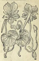 Picture 27 of 45 from Hortvs medicvs et philosophicvs : in qvo plvrimarvm stirpivm breves descriptiones, novæ icones non paucæ, indicationes locorum natalium, observationes de cultura earum peculiares, atque insuper nonnulla remedia euporista, nec non philologica quædam continentur (1588), leaf 376