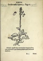 An illustration from Hortvs medicvs et philosophicvs : in qvo plvrimarvm stirpivm breves descriptiones, novæ icones non paucæ, indicationes locorum natalium, observationes de cultura earum peculiares, atque insuper nonnulla remedia euporista, nec non philologica quædam continentur (1588)