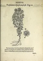 An illustration from Hortvs medicvs et philosophicvs : in qvo plvrimarvm stirpivm breves descriptiones, novæ icones non paucæ, indicationes locorum natalium, observationes de cultura earum peculiares, atque insuper nonnulla remedia euporista, nec non philologica quædam continentur (1588)