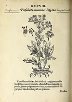 An illustration from Hortvs medicvs et philosophicvs : in qvo plvrimarvm stirpivm breves descriptiones, novæ icones non paucæ, indicationes locorum natalium, observationes de cultura earum peculiares, atque insuper nonnulla remedia euporista, nec non philologica quædam continentur (1588)