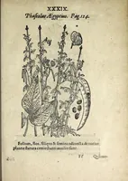 Picture 32 of 45 from Hortvs medicvs et philosophicvs : in qvo plvrimarvm stirpivm breves descriptiones, novæ icones non paucæ, indicationes locorum natalium, observationes de cultura earum peculiares, atque insuper nonnulla remedia euporista, nec non philologica quædam continentur (1588), leaf 383
