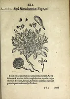 Picture 33 of 45 from Hortvs medicvs et philosophicvs : in qvo plvrimarvm stirpivm breves descriptiones, novæ icones non paucæ, indicationes locorum natalium, observationes de cultura earum peculiares, atque insuper nonnulla remedia euporista, nec non philologica quædam continentur (1588), leaf 385