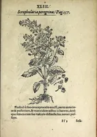 Picture 34 of 45 from Hortvs medicvs et philosophicvs : in qvo plvrimarvm stirpivm breves descriptiones, novæ icones non paucæ, indicationes locorum natalium, observationes de cultura earum peculiares, atque insuper nonnulla remedia euporista, nec non philologica quædam continentur (1588), leaf 387