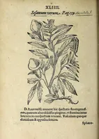 An illustration from Hortvs medicvs et philosophicvs : in qvo plvrimarvm stirpivm breves descriptiones, novæ icones non paucæ, indicationes locorum natalium, observationes de cultura earum peculiares, atque insuper nonnulla remedia euporista, nec non philologica quædam continentur (1588)
