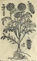Picture 36 of 45 from Hortvs medicvs et philosophicvs : in qvo plvrimarvm stirpivm breves descriptiones, novæ icones non paucæ, indicationes locorum natalium, observationes de cultura earum peculiares, atque insuper nonnulla remedia euporista, nec non philologica quædam continentur (1588), leaf 389