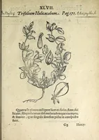 Picture 38 of 45 from Hortvs medicvs et philosophicvs : in qvo plvrimarvm stirpivm breves descriptiones, novæ icones non paucæ, indicationes locorum natalium, observationes de cultura earum peculiares, atque insuper nonnulla remedia euporista, nec non philologica quædam continentur (1588), leaf 391