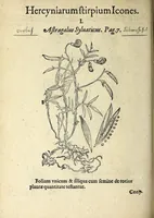 Picture 39 of 45 from Hortvs medicvs et philosophicvs : in qvo plvrimarvm stirpivm breves descriptiones, novæ icones non paucæ, indicationes locorum natalium, observationes de cultura earum peculiares, atque insuper nonnulla remedia euporista, nec non philologica quædam continentur (1588), leaf 392