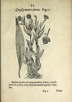 An illustration from Hortvs medicvs et philosophicvs : in qvo plvrimarvm stirpivm breves descriptiones, novæ icones non paucæ, indicationes locorum natalium, observationes de cultura earum peculiares, atque insuper nonnulla remedia euporista, nec non philologica quædam continentur (1588)