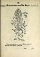 An illustration from Hortvs medicvs et philosophicvs : in qvo plvrimarvm stirpivm breves descriptiones, novæ icones non paucæ, indicationes locorum natalium, observationes de cultura earum peculiares, atque insuper nonnulla remedia euporista, nec non philologica quædam continentur (1588)