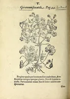 An illustration from Hortvs medicvs et philosophicvs : in qvo plvrimarvm stirpivm breves descriptiones, novæ icones non paucæ, indicationes locorum natalium, observationes de cultura earum peculiares, atque insuper nonnulla remedia euporista, nec non philologica quædam continentur (1588)