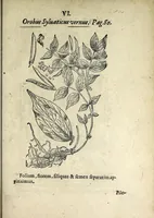 Picture 43 of 45 from Hortvs medicvs et philosophicvs : in qvo plvrimarvm stirpivm breves descriptiones, novæ icones non paucæ, indicationes locorum natalium, observationes de cultura earum peculiares, atque insuper nonnulla remedia euporista, nec non philologica quædam continentur (1588), leaf 397