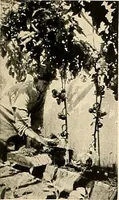 An illustration from House & garden's book of gardens; containing over four hundred illustrations of special flower types, plans and suggestions for landscape work, a complete gardener's calendar of the year's activities, planting and spraying tables, and a portfolio of beautiful gardens in varied sections of the United States and foreign countries (1921)