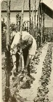An illustration from House & garden's book of gardens; containing over four hundred illustrations of special flower types, plans and suggestions for landscape work, a complete gardener's calendar of the year's activities, planting and spraying tables, and a portfolio of beautiful gardens in varied sections of the United States and foreign countries (1921)