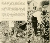 Picture 192 of 295 from House & garden's book of gardens; containing over four hundred illustrations of special flower types, plans and suggestions for landscape work, a complete gardener's calendar of the year's activities, planting and spraying tables, and a portfolio of beautiful gardens in varied sections of the United States and foreign countries (1921), leaf 107