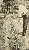 Picture 196 of 295 from House & garden's book of gardens; containing over four hundred illustrations of special flower types, plans and suggestions for landscape work, a complete gardener's calendar of the year's activities, planting and spraying tables, and a portfolio of beautiful gardens in varied sections of the United States and foreign countries (1921), leaf 108