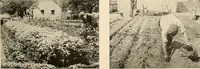 An illustration from House & garden's book of gardens; containing over four hundred illustrations of special flower types, plans and suggestions for landscape work, a complete gardener's calendar of the year's activities, planting and spraying tables, and a portfolio of beautiful gardens in varied sections of the United States and foreign countries (1921)